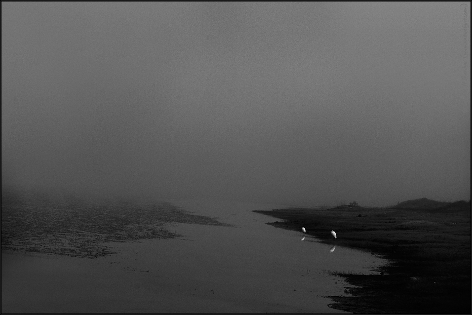 Egrets in Mist | Fine Art | Creative & Artistic Nature Photography | Copyright © 1993-2017 Ganesh H. Shankar