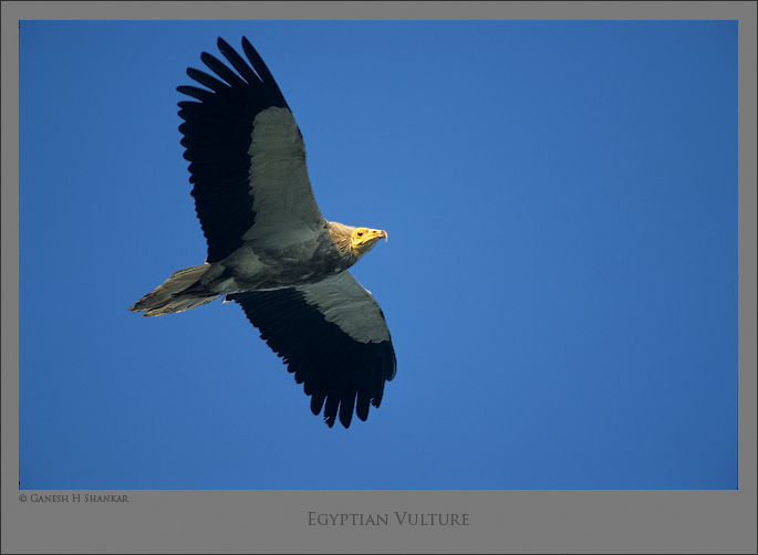 Egyptian Vulture | Fine Art | Creative & Artistic Nature Photography | Copyright © 1993-2017 Ganesh H. Shankar