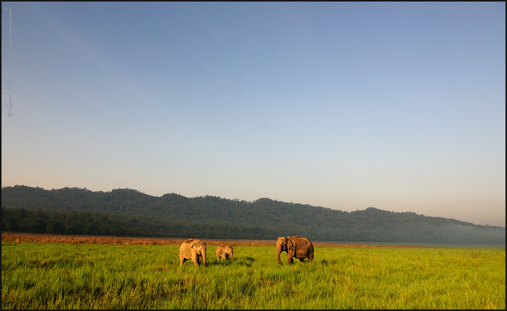 Elephants in grassland - Corbett National Park | Fine Art | Creative & Artistic Nature Photography | Copyright &copy; 1993-2017 Ganesh H. Shankar