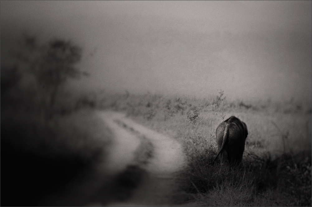  Off Roader - Elephant cub  | Fine Art | Creative & Artistic Nature Photography | Copyright © 1993-2017 Ganesh H. Shankar