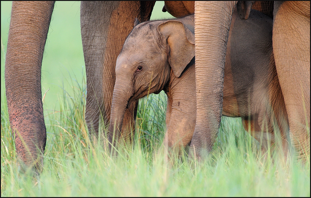 Look - Elephant cub - well supported - Corbett National Park, India | Fine Art | Creative & Artistic Nature Photography | Copyright © 1993-2017 Ganesh H. Shankar