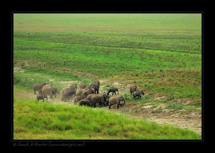 Asiatic Elephants taking mudbath | Fine Art | Creative & Artistic Nature Photography | Copyright © 1993-2017 Ganesh H. Shankar