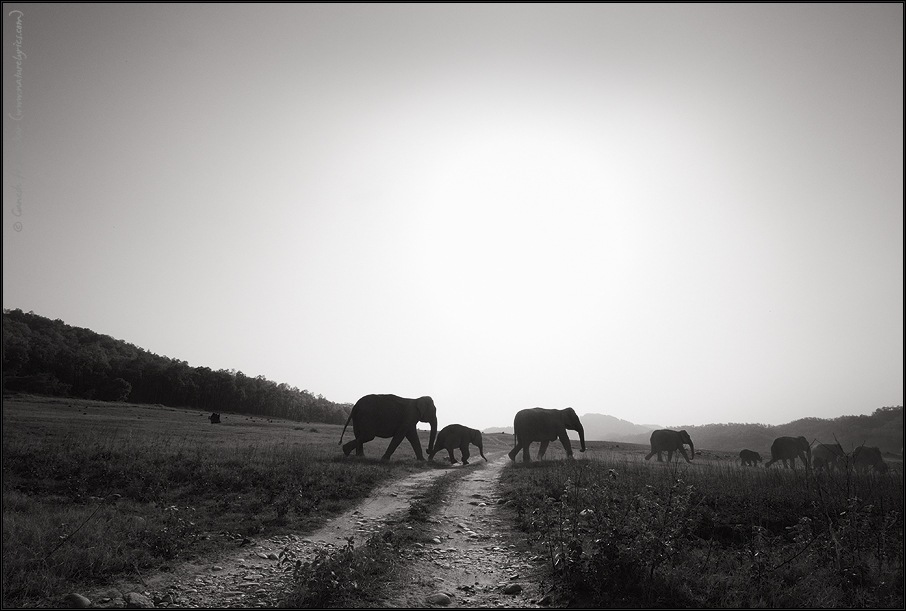 Elephants - Road Cross | Fine Art | Creative & Artistic Nature Photography | Copyright © 1993-2017 Ganesh H. Shankar