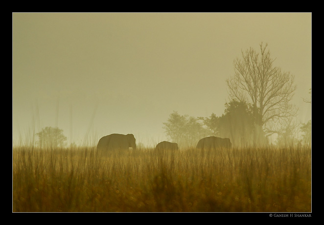 Asiatic Elephants during sunrise | Fine Art | Creative & Artistic Nature Photography | Copyright © 1993-2017 Ganesh H. Shankar