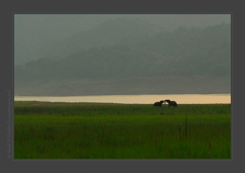 Asiatic Elephants and Sunset | Fine Art | Creative & Artistic Nature Photography | Copyright © 1993-2017 Ganesh H. Shankar