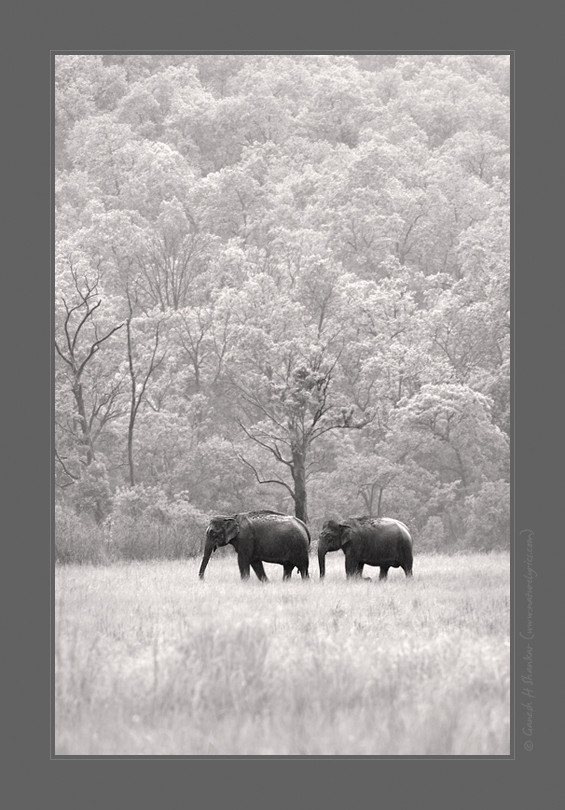 Elephants at Corbet National Park | Fine Art | Creative & Artistic Nature Photography | Copyright © 1993-2017 Ganesh H. Shankar