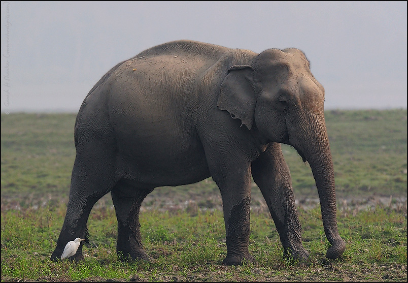 Elephant and Egret - Big and Small, Kaziranga National Park, India. | Fine Art | Creative & Artistic Nature Photography | Copyright © 1993-2017 Ganesh H. Shankar