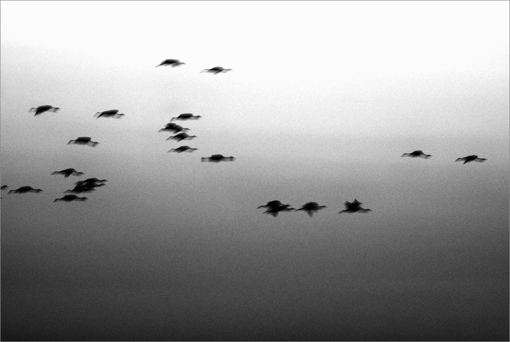 Flamingos in Flight | Fine Art | Creative & Artistic Nature Photography | Copyright © 1993-2017 Ganesh H. Shankar