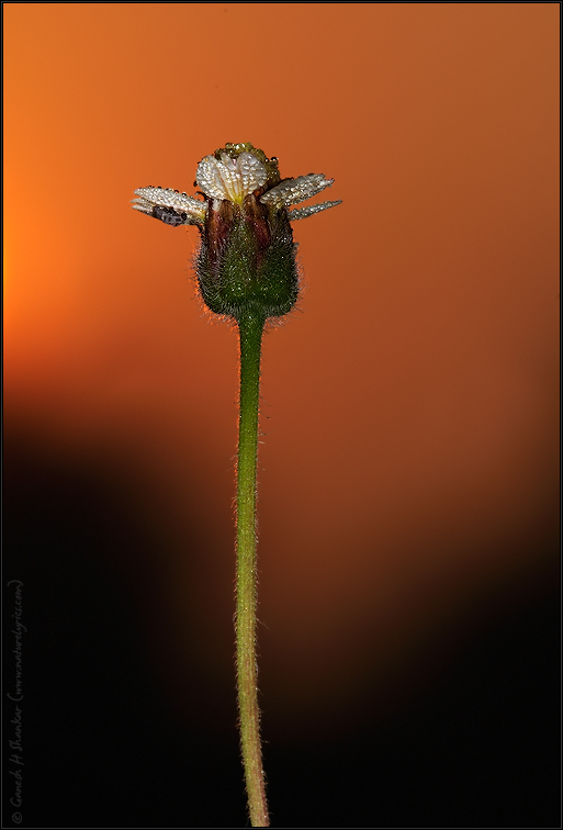 Flower at Sunrise | Fine Art | Creative & Artistic Nature Photography | Copyright © 1993-2017 Ganesh H. Shankar