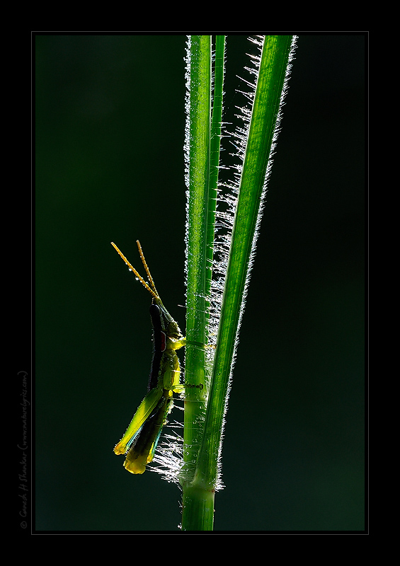 Grass Hopper in Dews | Nature Image | Nature Photography | Photo | Nature Pictures