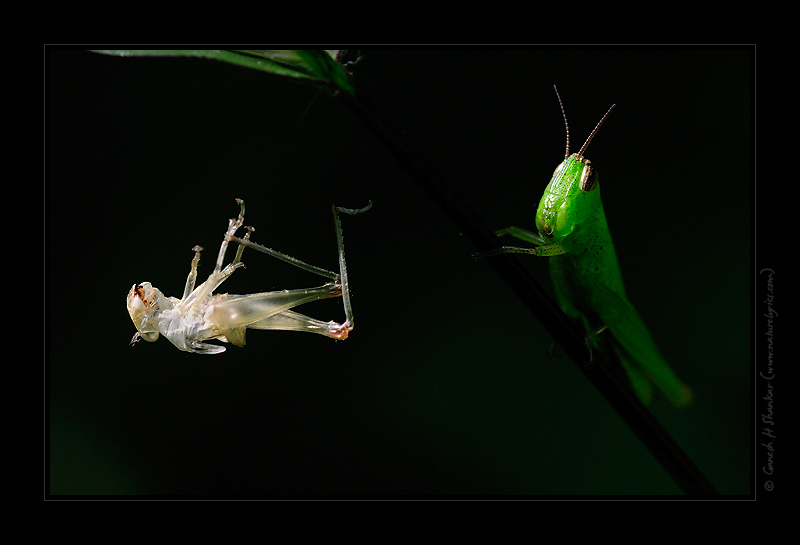 Grasshopper | Fine Art | Creative & Artistic Nature Photography | Copyright © 1993-2017 Ganesh H. Shankar