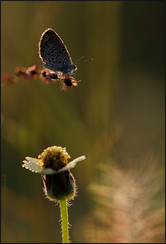 Butterfly in grassland | Fine Art | Creative & Artistic Nature Photography | Copyright © 1993-2017 Ganesh H. Shankar