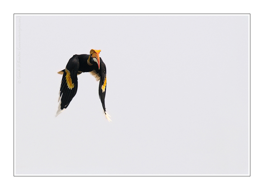 Great Hornbill Flight, Kaziranga National Park. | Nature Image | Nature Photography | Photo | Nature Pictures