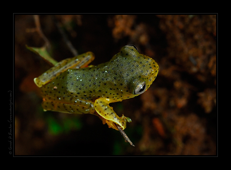 Malabar Flying Frog | Rhacophorus malabaricus | Fine Art | Creative & Artistic Nature Photography | Copyright © 1993-2017 Ganesh H. Shankar