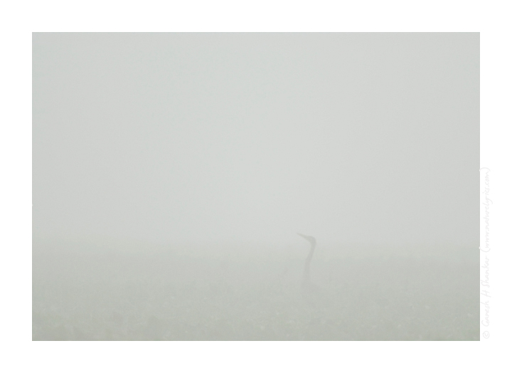 Grey Heron in Fog | Fine Art | Creative & Artistic Nature Photography | Copyright © 1993-2017 Ganesh H. Shankar