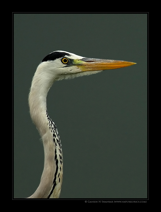 Grey Heron | Fine Art | Creative & Artistic Nature Photography | Copyright © 1993-2017 Ganesh H. Shankar
