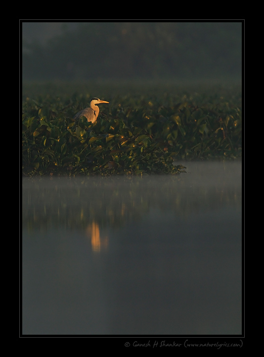 Grey Heron Scape | Fine Art | Creative & Artistic Nature Photography | Copyright © 1993-2017 Ganesh H. Shankar