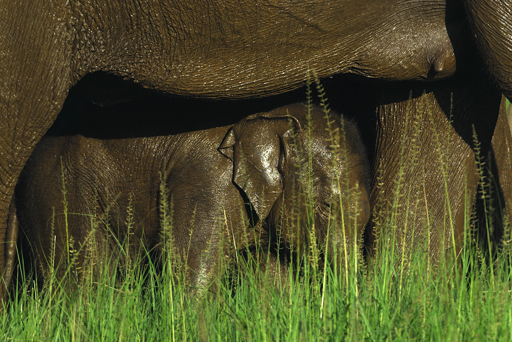Guarded  | Fine Art | Creative & Artistic Nature Photography | Copyright &copy; 1993-2017 Ganesh H. Shankar