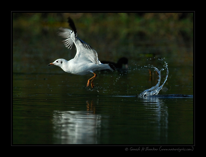 Gull Take-off | Fine Art | Creative & Artistic Nature Photography | Copyright © 1993-2017 Ganesh H. Shankar