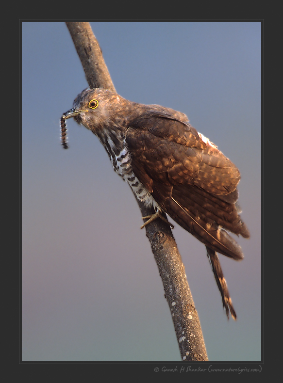 Common Hawk-Cuckoo | Fine Art | Creative & Artistic Nature Photography | Copyright © 1993-2017 Ganesh H. Shankar