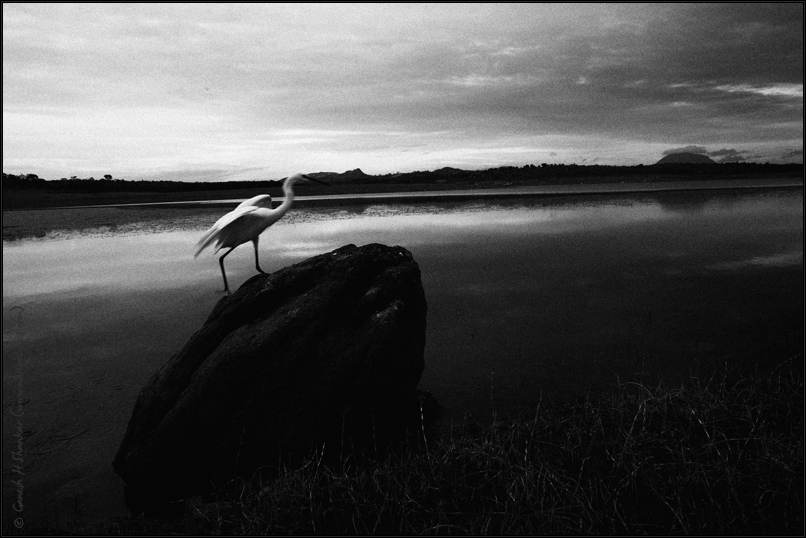 Egret on a Rock | Fine Art | Creative & Artistic Nature Photography | Copyright © 1993-2017 Ganesh H. Shankar