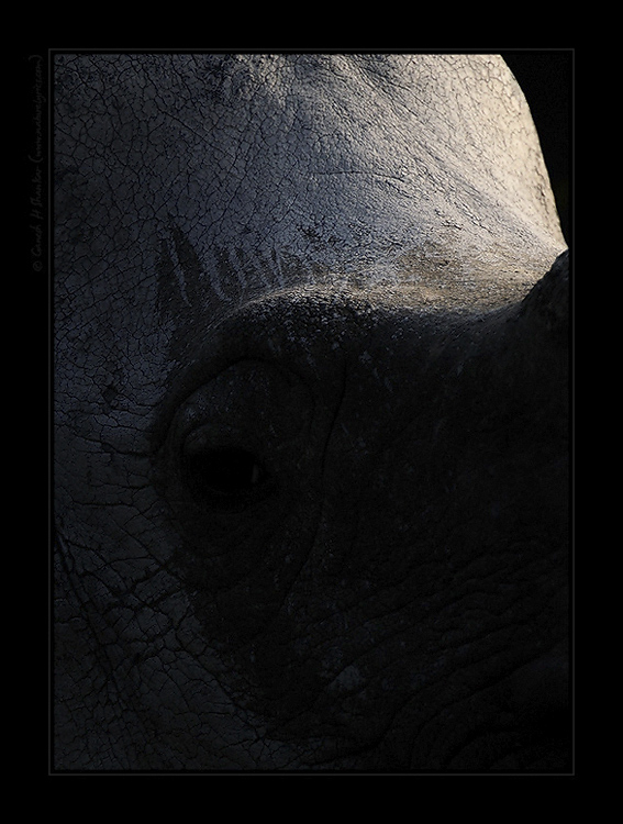 Indian One Horned Rhinoceros, Kaziranga National Park, India. | Fine Art | Creative & Artistic Nature Photography | Copyright &copy; 1993-2017 Ganesh H. Shankar