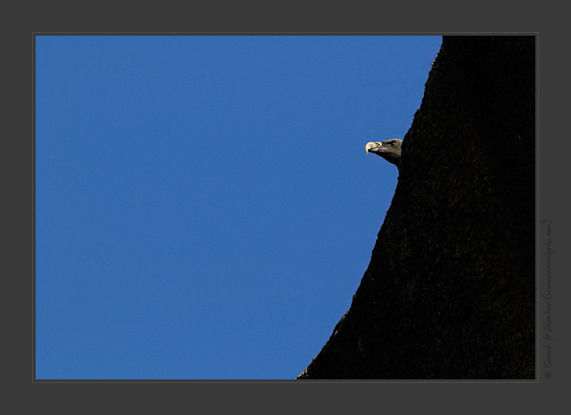 Indian Vulture, Ramanagaram, India | Nature Image | Nature Photography | Photo | Nature Pictures