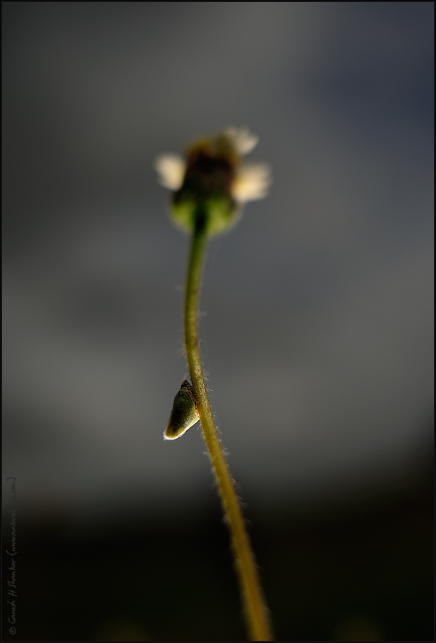 Insect and a flower | Fine Art | Creative & Artistic Nature Photography | Copyright &copy; 1993-2017 Ganesh H. Shankar