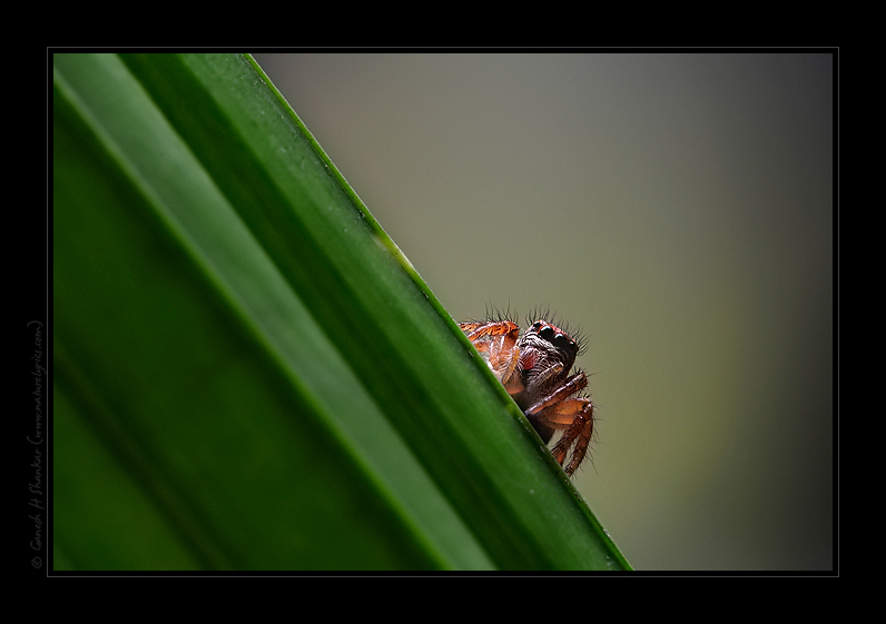 Jumping Spider | Fine Art | Creative & Artistic Nature Photography | Copyright © 1993-2017 Ganesh H. Shankar