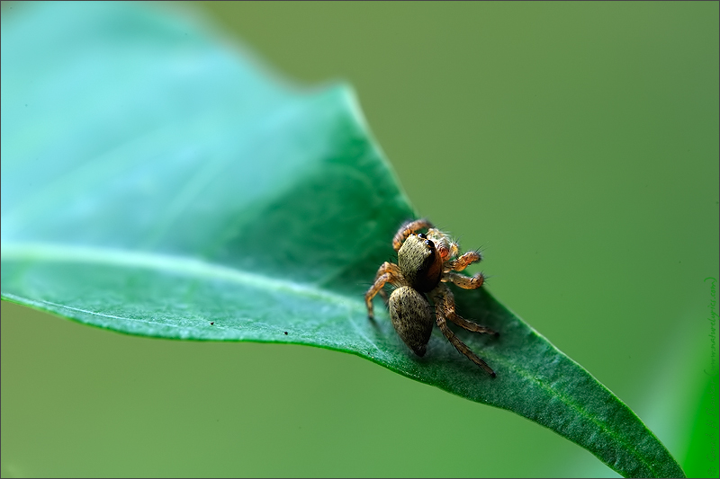 Jumping spider looking up | Fine Art | Creative & Artistic Nature Photography | Copyright © 1993-2017 Ganesh H. Shankar