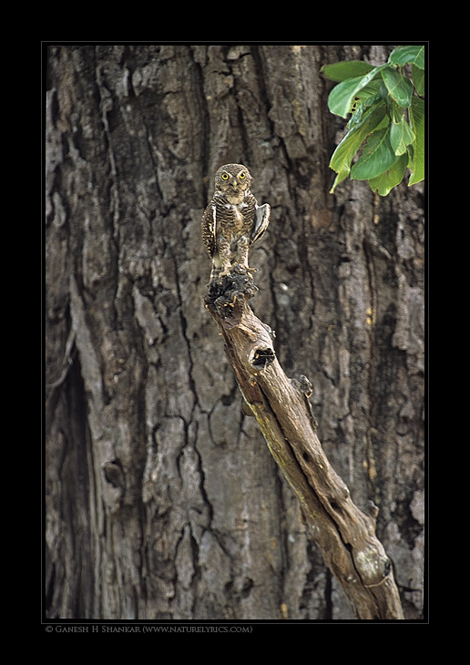 Asian Barred Owlet, Corbet National Park, India | Fine Art | Creative & Artistic Nature Photography | Copyright © 1993-2017 Ganesh H. Shankar