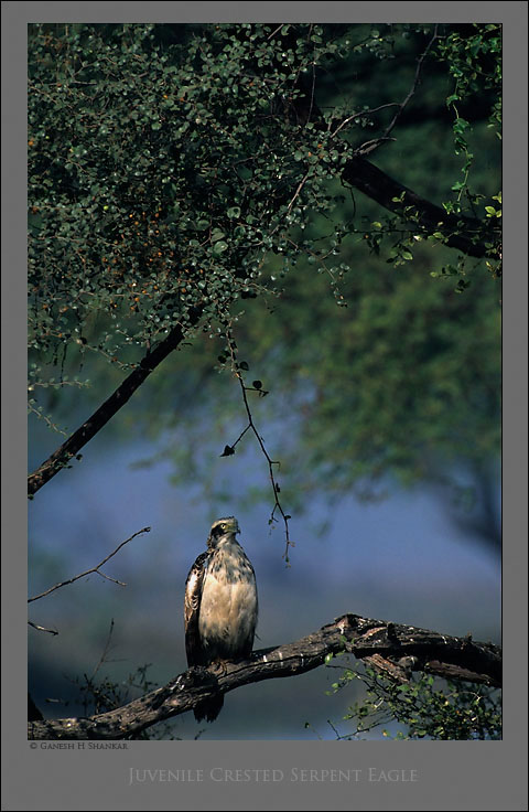 Crested Serpent Eagle, Juvenile | Fine Art | Creative & Artistic Nature Photography | Copyright © 1993-2017 Ganesh H. Shankar