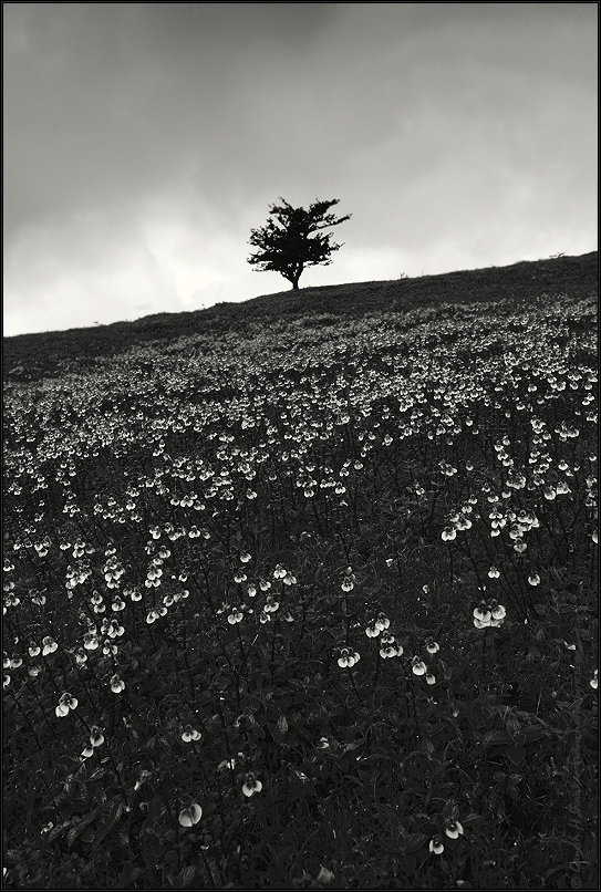 Tree Amidst Flowers - Kaas Platea | Fine Art | Creative & Artistic Nature Photography | Copyright © 1993-2017 Ganesh H. Shankar