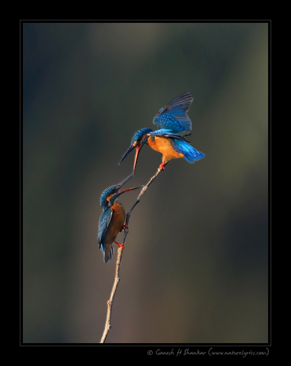 Common Kingfishers Fighting | Fine Art | Creative & Artistic Nature Photography | Copyright © 1993-2017 Ganesh H. Shankar