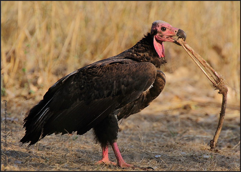 Red-Headed Vulture or King Vulture  | Fine Art | Creative & Artistic Nature Photography | Copyright © 1993-2017 Ganesh H. Shankar