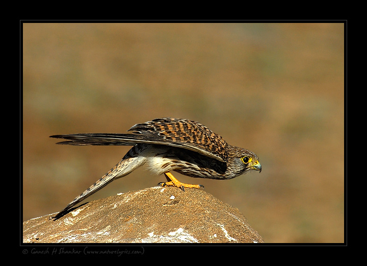 Common Kestrel - a Beautiful Portrait | Fine Art | Creative & Artistic Nature Photography | Copyright &copy; 1993-2017 Ganesh H. Shankar
