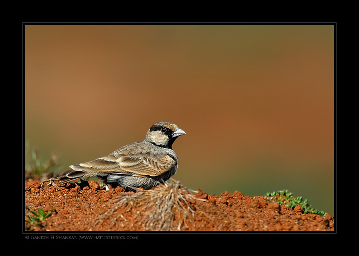  Ashy Crown Sparrow Lark | Fine Art | Creative & Artistic Nature Photography | Copyright © 1993-2017 Ganesh H. Shankar