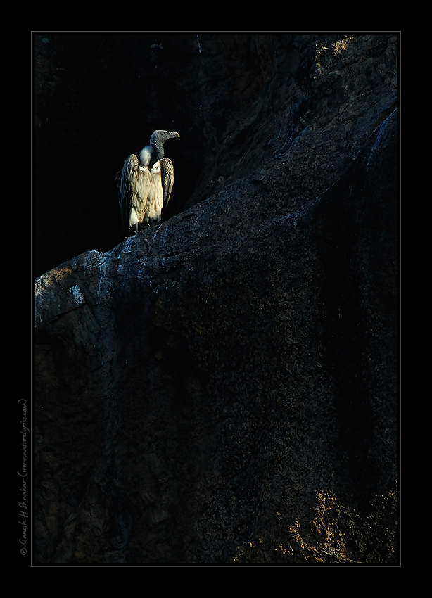 Indian Vulture | Fine Art | Creative & Artistic Nature Photography | Copyright © 1993-2017 Ganesh H. Shankar