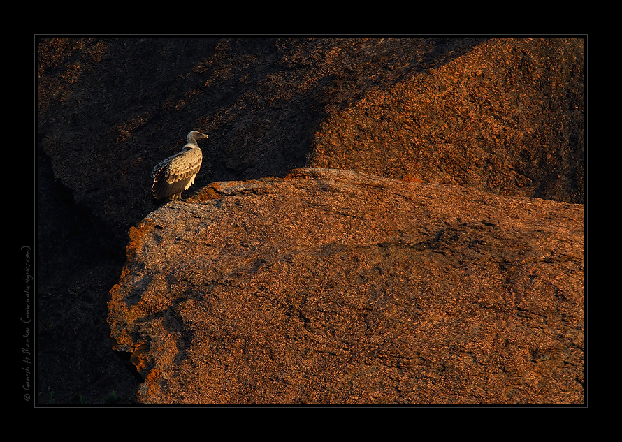 Indian Vulture | Fine Art | Creative & Artistic Nature Photography | Copyright © 1993-2017 Ganesh H. Shankar