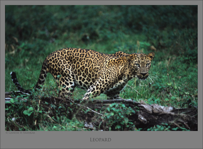 Leopard Portrait | Fine Art | Creative & Artistic Nature Photography | Copyright © 1993-2017 Ganesh H. Shankar