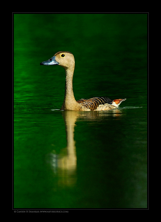 Lesser Whistling Duck | Fine Art | Creative & Artistic Nature Photography | Copyright © 1993-2017 Ganesh H. Shankar