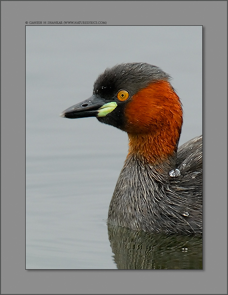 Little Grebe | Fine Art | Creative & Artistic Nature Photography | Copyright &copy; 1993-2017 Ganesh H. Shankar