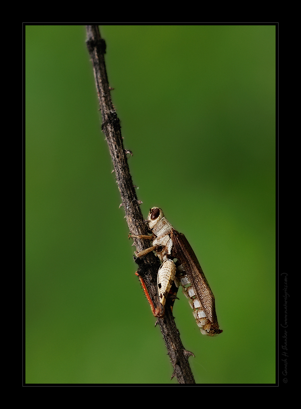 Dead Locust  | Fine Art | Creative & Artistic Nature Photography | Copyright © 1993-2017 Ganesh H. Shankar