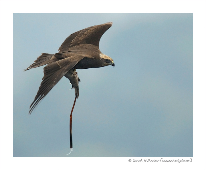 Marsh Harrier with a Fish | Fine Art | Creative & Artistic Nature Photography | Copyright &copy; 1993-2017 Ganesh H. Shankar