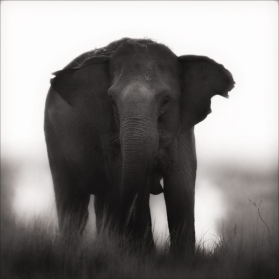 Elephant Portrait | Fine Art | Creative & Artistic Nature Photography | Copyright © 1993-2017 Ganesh H. Shankar