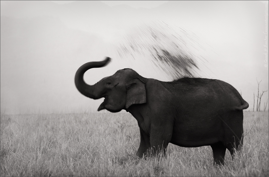 Elephant Taking Mud bath | Fine Art | Creative & Artistic Nature Photography | Copyright © 1993-2017 Ganesh H. Shankar