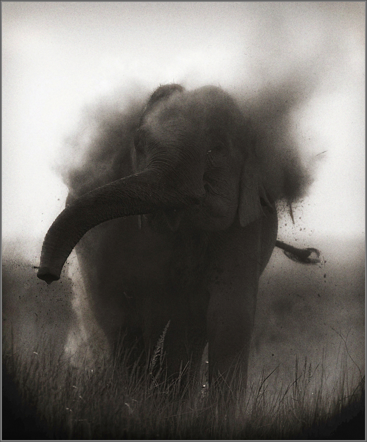 Elephant mud bath in monotone | Fine Art | Creative & Artistic Nature Photography | Copyright © 1993-2017 Ganesh H. Shankar
