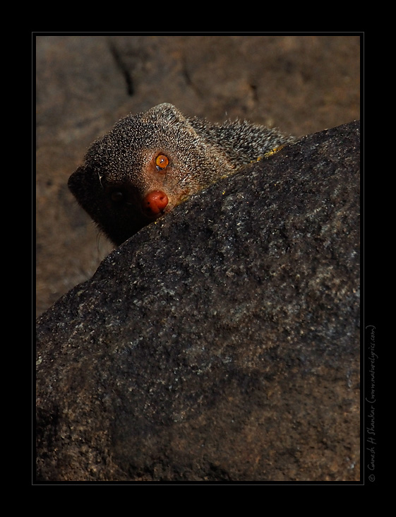 Mongoose | Fine Art | Creative & Artistic Nature Photography | Copyright © 1993-2017 Ganesh H. Shankar