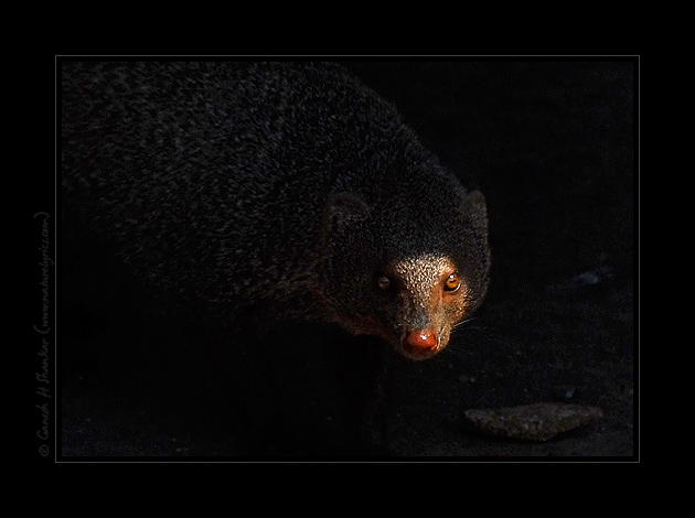 Mongoose Eye | Fine Art | Creative & Artistic Nature Photography | Copyright © 1993-2017 Ganesh H. Shankar