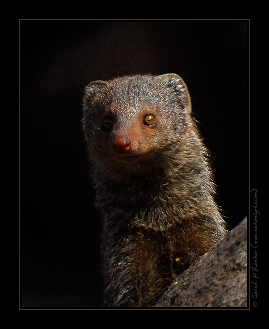 Mongoose Sidelight | Fine Art | Creative & Artistic Nature Photography | Copyright © 1993-2017 Ganesh H. Shankar